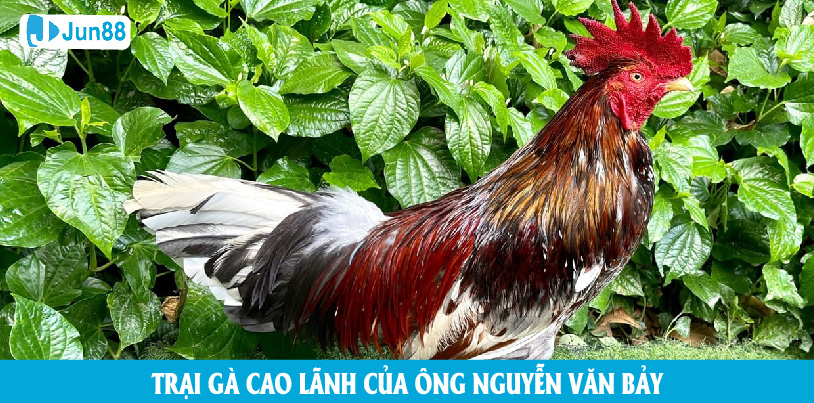 Trại gà của ông Nguyễn Văn Bảy